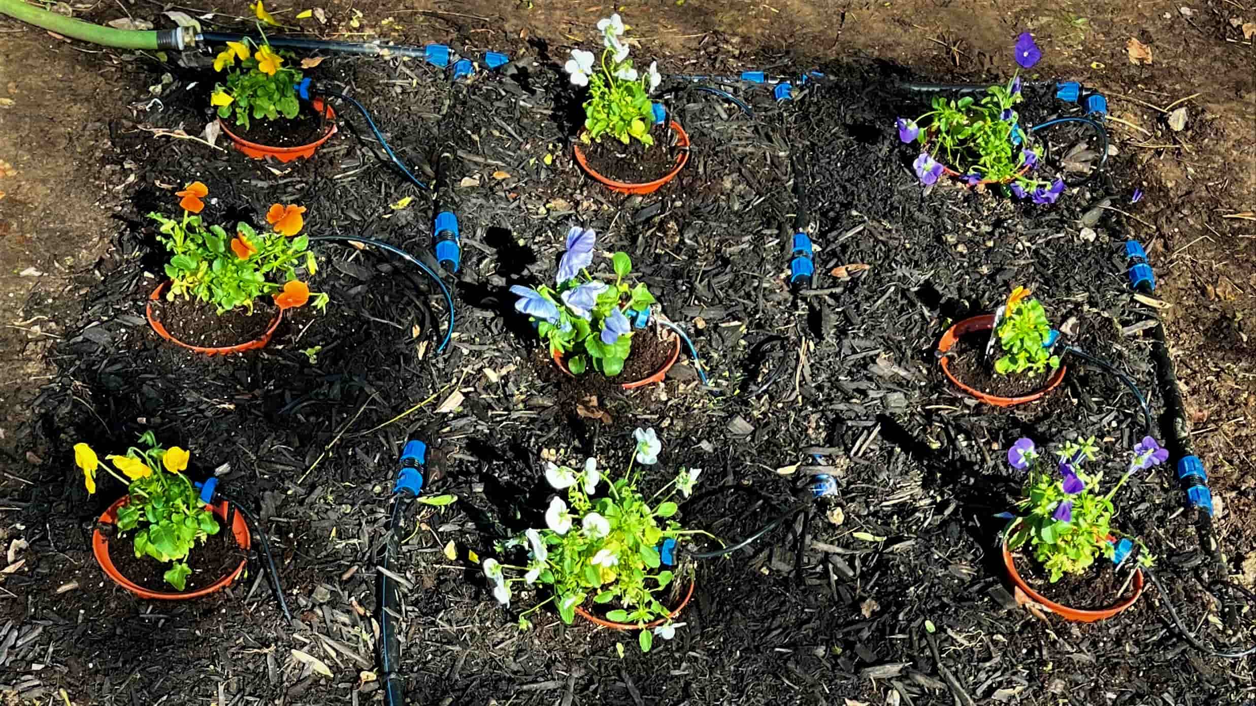 Step 4: Planting the plants